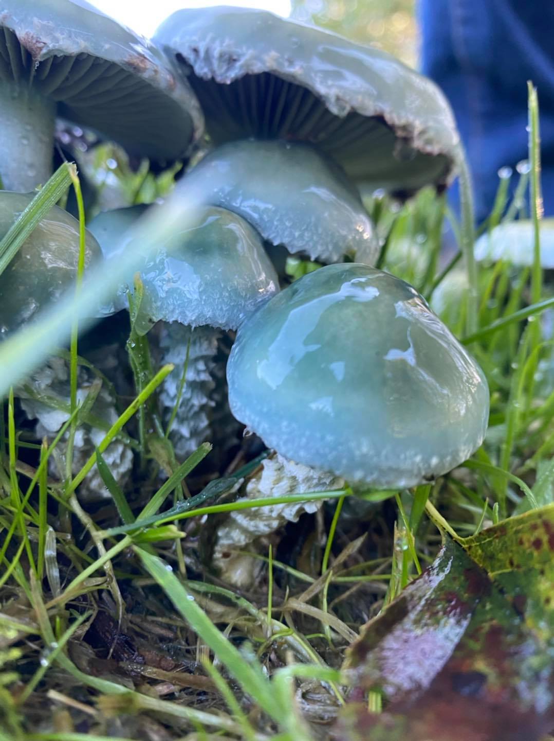 Fungi Fantastic